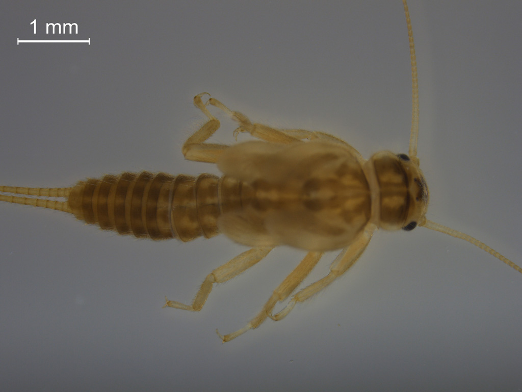 Siphonoperla burmeisteri